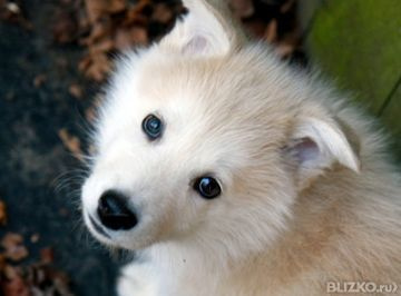 Бел. рубли 666