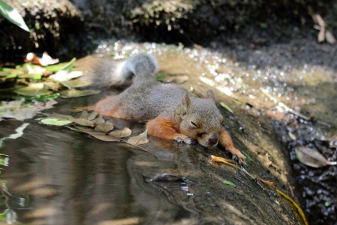 Бетономешалка Prorab ЕСМ 46 С